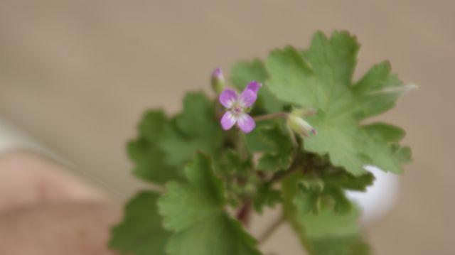 Geranium rotundifolium